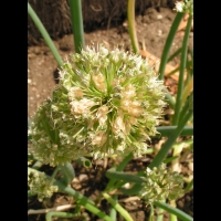 Ciboule - Allium Fistolosum (fam. Liliacees) (Siberie) (1)